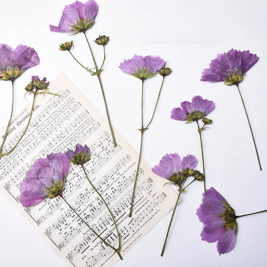 

30pcs Dried Side Pressed Purple Cosmos Bipinnata Cav. Flower Stalk For Postcard Photo Frame Jewelry Bookmark Craft DIY Making