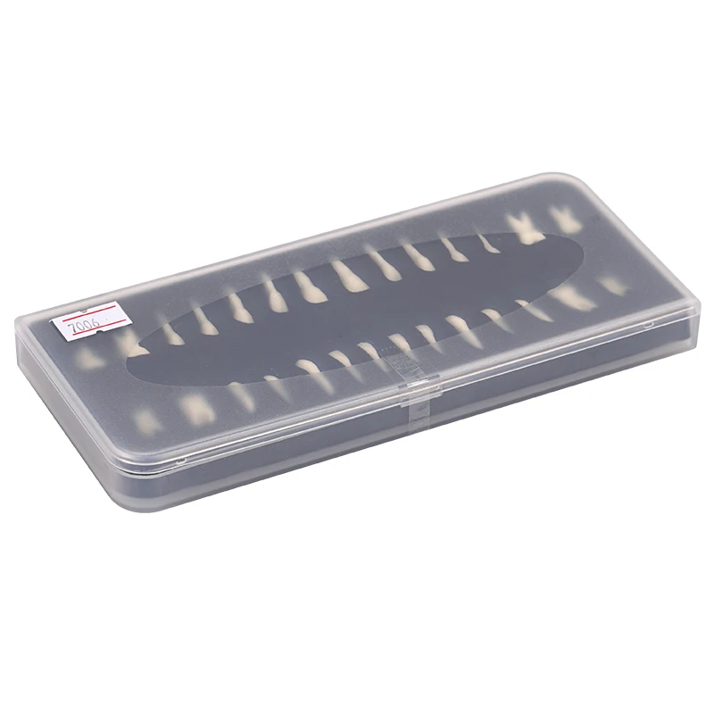 Modello Didattico Per Lo Studio Dei Denti Dentali - 28 Pezzi Modello Di Denti Permanenti A Due Colori - Simulazione Del Dente Orale Per L'analisi Dello Studio Dell'istruzione (28 Pezzi - Foto 6