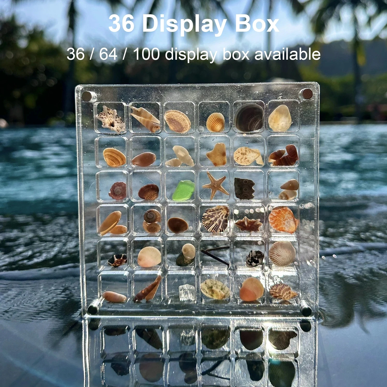 Safe 5875 Collectible Display Case 12 Compartments