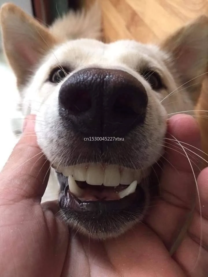 Dog Funny Teeth Toy Pet With Human Tooth Upper Cosmetic Cosmetic Teeth