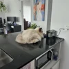 Cat Water Fountain with USB Auto Filter Recirculate Transparent Black Cat Drinker Ultra-Quiet Automatic Pet Drinking Dispenser 6