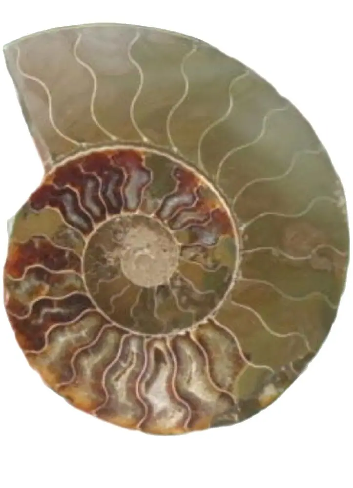 Una Fetta Divisa Ammonite Esemplare Fossile Shell Healing Madagascar