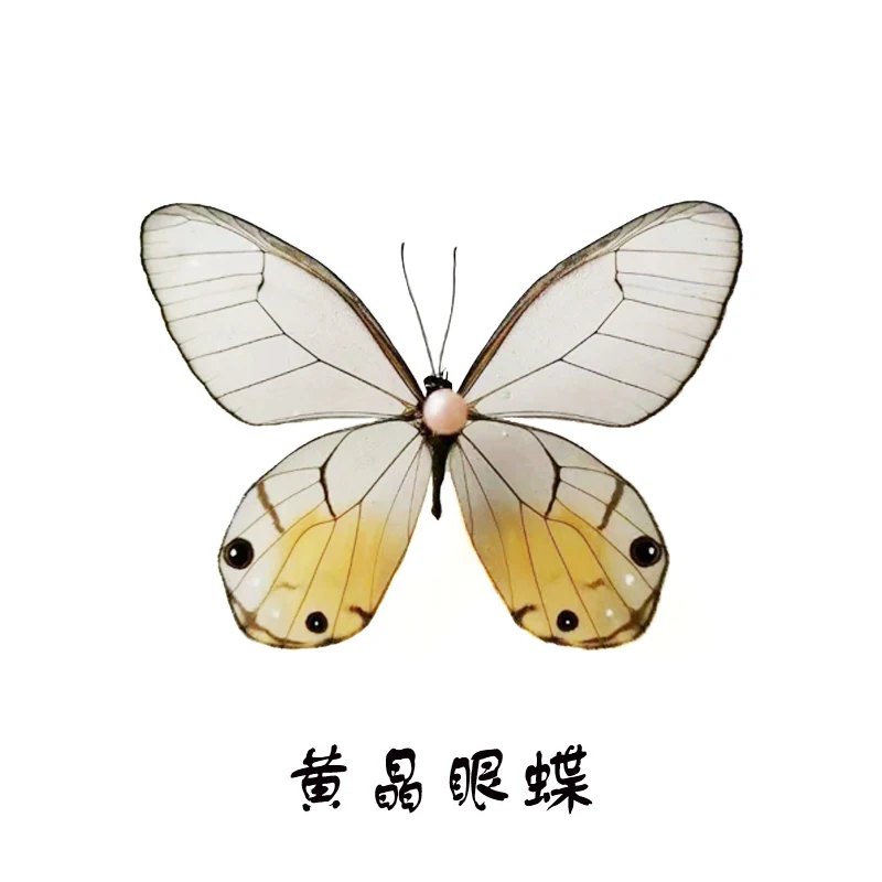 Real Butterfly Specimens Ornaments Handmade Insect Specimens Decorations Student Creative Birthday Gift Wings Home Decoration 