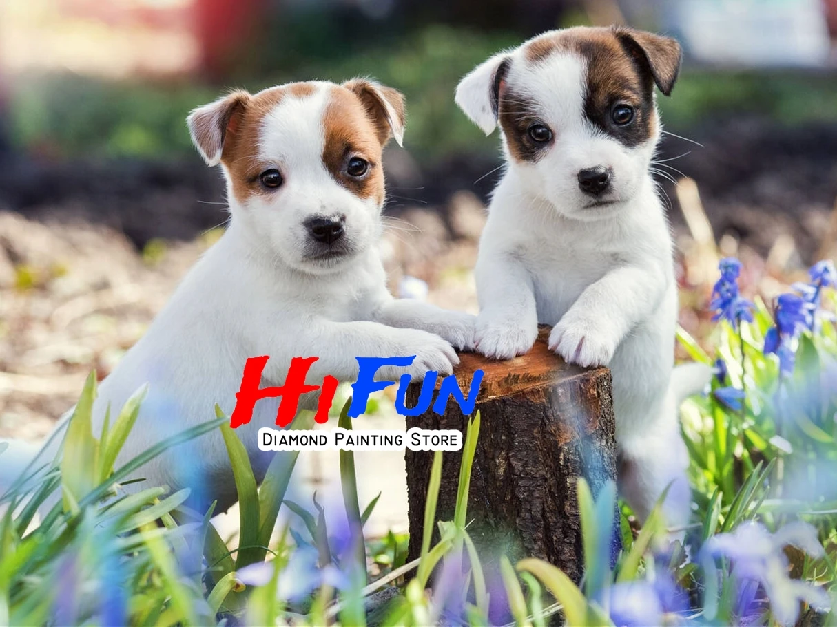 free Jack Russell Terrier dog 27648246 Stock Photo at Vecteezy, image size:1215x911