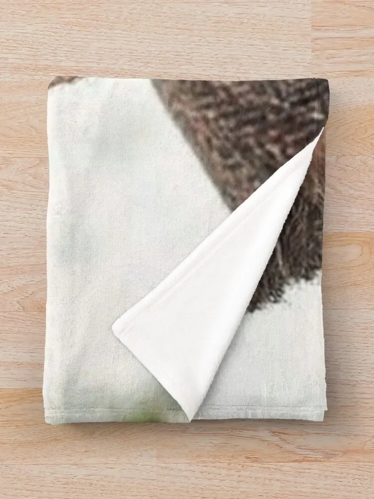  ް ô , ķ  