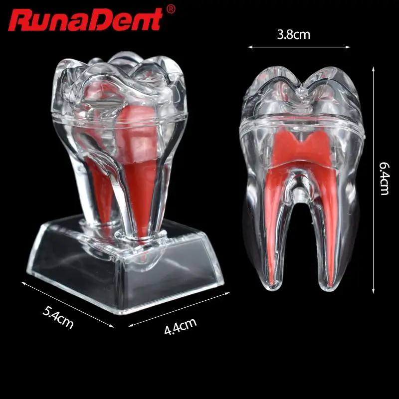 

Transparent Dental Anatomical Model Single Tooth Decomposition Models Dental Technician Teaching Practice Studying Tool