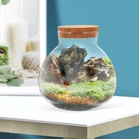 2Pcs Glass Terrarium Ecological Bottle Plant Vase Desktop MicroLandscape Bottle Transparent Glass Moss Crafts Mini Landscape 2