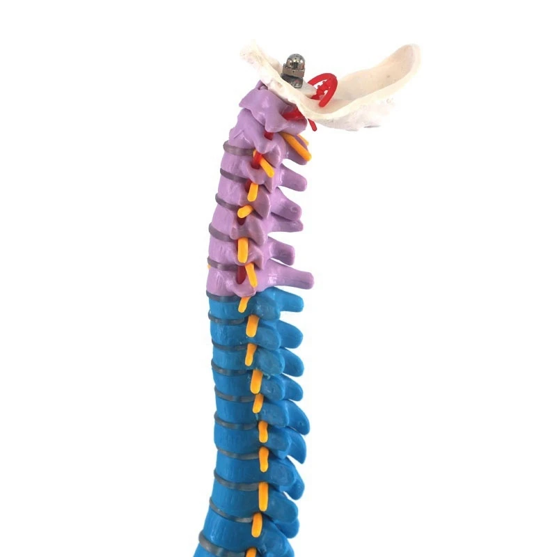 45Cm Pelvic Human Anatomical Anatomy Spine Spinal Column Model Teaching Resources for Students