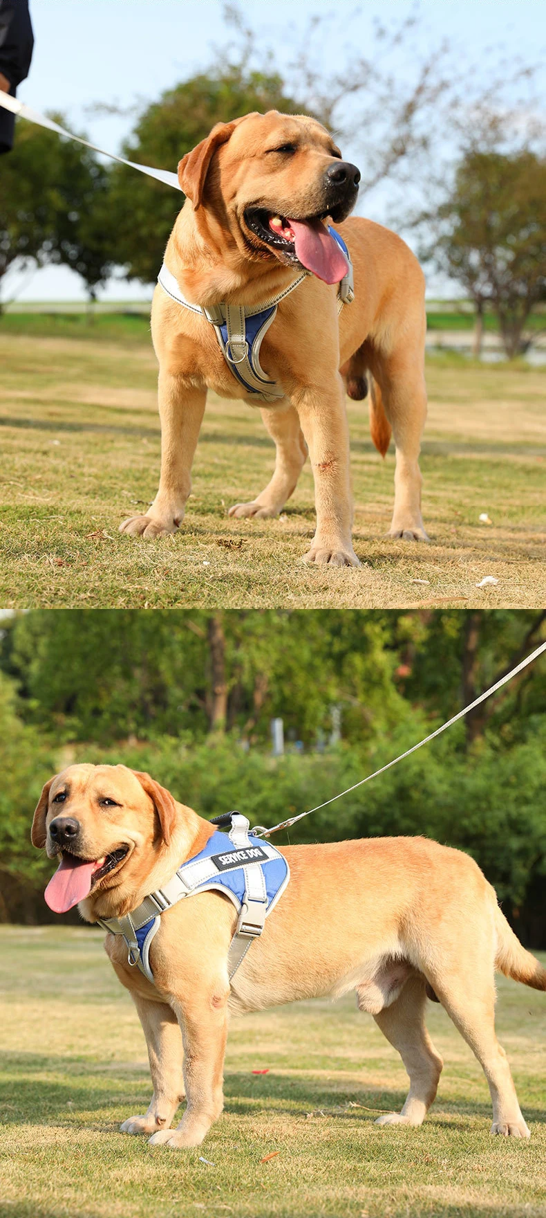 labrador harness