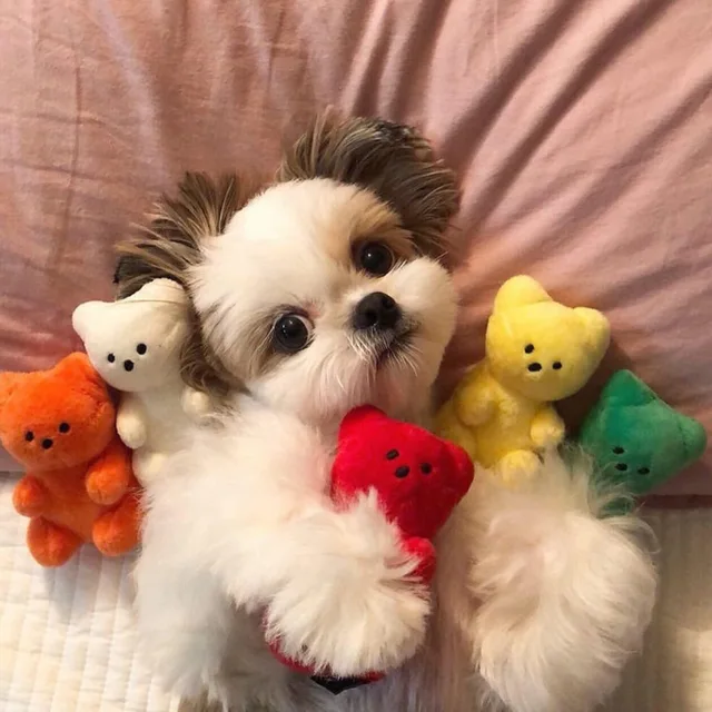 Cute Small Dog Squeaky Toys for Small Dogs Puppy Bear Shaped Squeak Toy for Cat Dogs Pet Supplies Pomeranian Teddy Shih Tzu Pug 2