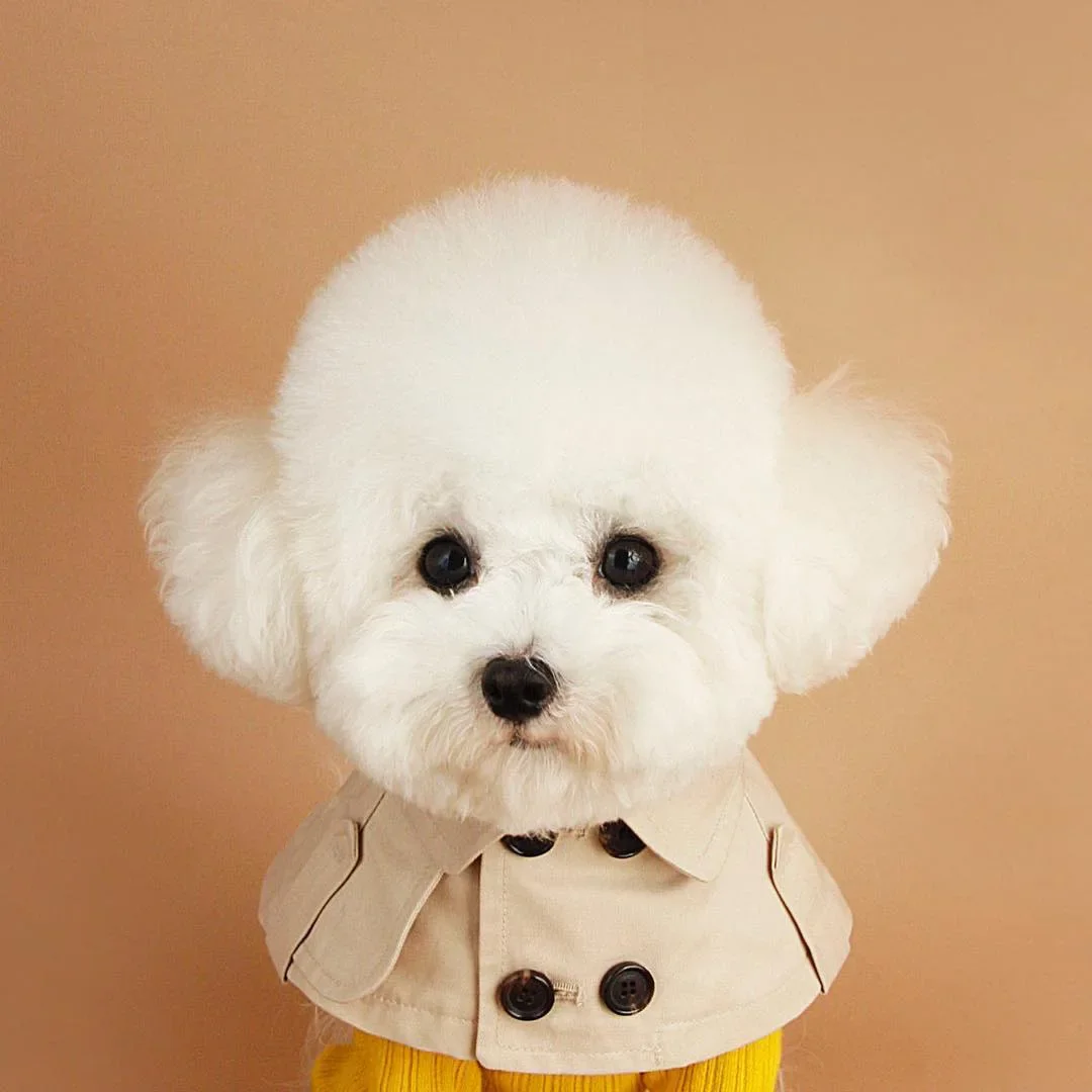 

Teddy Bichon Corgi Fighting Dogs English Style Strap-on Mouth Scarf Dog Collar Dog Trench Coat Cape