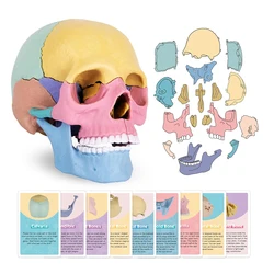 Mini Human Anatomy Skull with Flash Cards - Interactive Teaching Aid and Scientific Kit (500966)