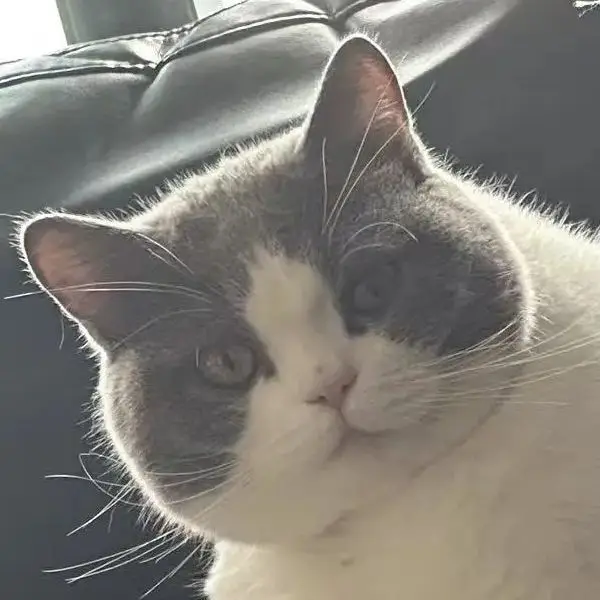 Shop1103844113 Store