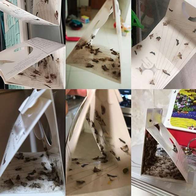 6Db -Os Kamra Ételek Lepke Csapda Feromon Gyilkos Paszta Ragadós Ragasztócsapda Kártevő Elutasítja A Légy Rovarok Családi Éttermet - Image 3