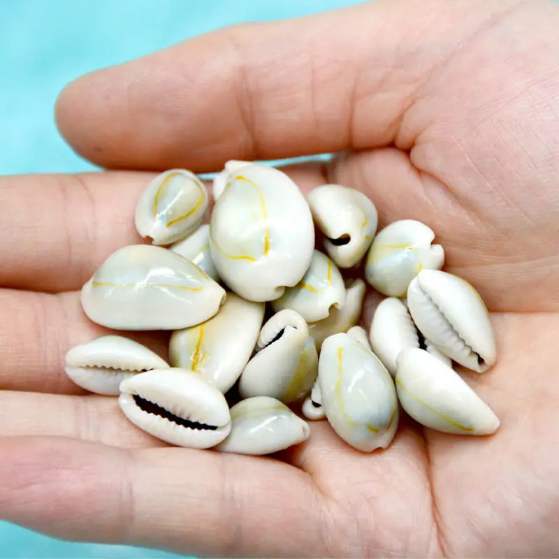 20Pcs Natural Conch Shells Cute Sea Shells Handmade DIY Decorative ...