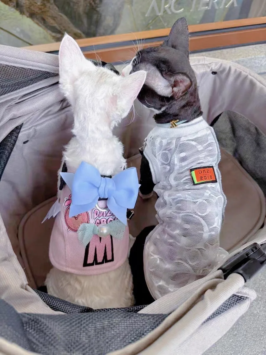 귀여운 Bowknot 스핑크스 하네스 가죽 끈 세트 핑크 고양이 하네스 가죽 끈 Kawaii 하네스 조끼 Devon Kittens 야외 산책