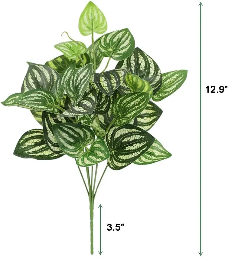 Watermelon Peperomia Greenery in Elegant Setting