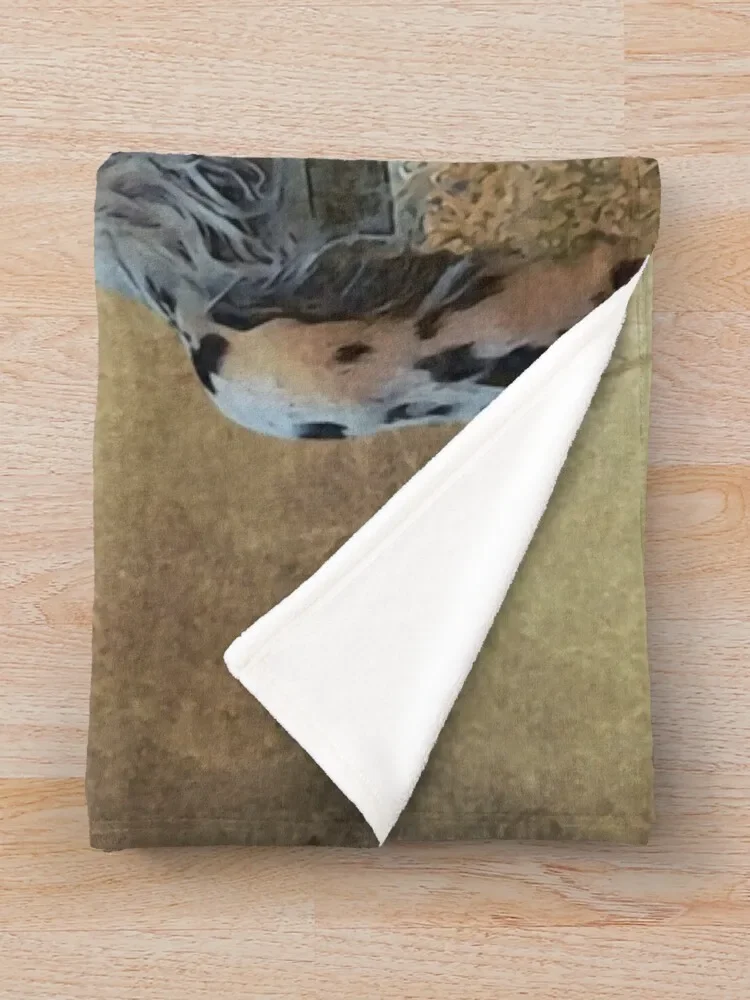 �ױ۸��� ���� ��, ���� ������ ���, ķ�� ����ִ� ����, ���� ħ�� ħ�� ���