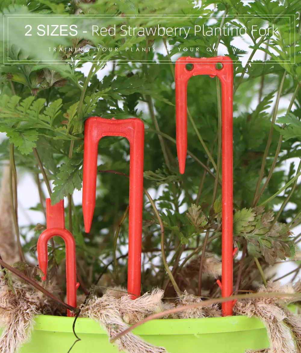 Description Picture 3 of item20-50PCS Strawberry Planting Fork Dig Fork 50mm 93mm 108mm Stolon Fixator Vine Pressing Device Watermelon Climbing Stem Clips