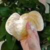 2PCS Natural Yellow Pearl Oyster Shell Dish Polished Shell Handmade Creative DIY Jewelry Beads Decorative Caviar Container 4