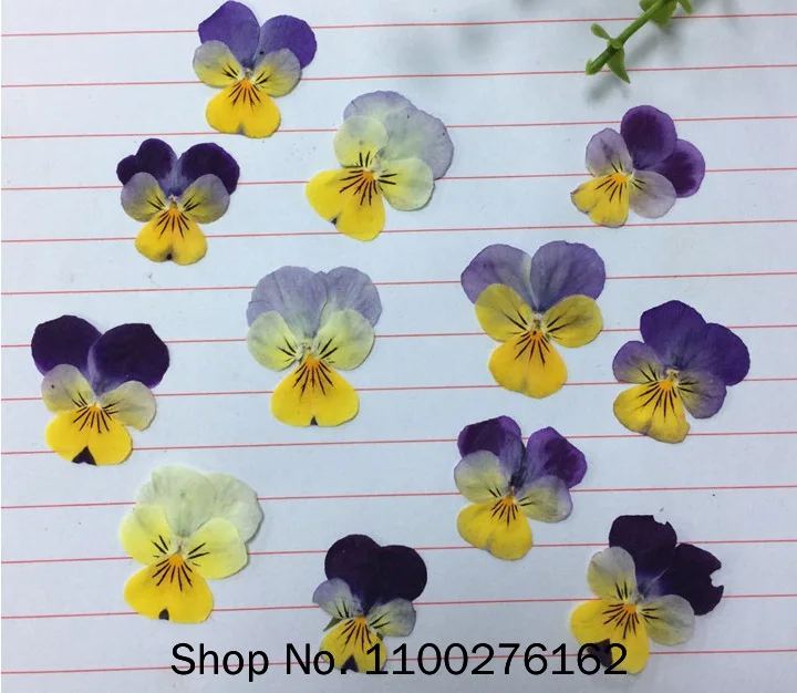 120pcs Pressed Dried Viola Tricolor L. Flower Plants Herbarium For