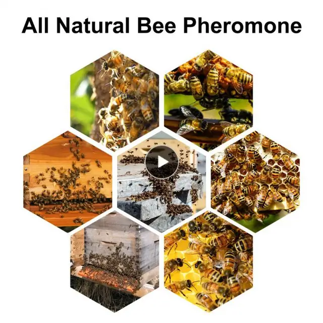 Vonzza Az Ács Méhek Méhcsait 60 Ml Méh Vonzerő Méhészeti Raj Csali Mézes Kaptár Apicultura Szerszámok Könnyen Összegyűjti A Méheket
