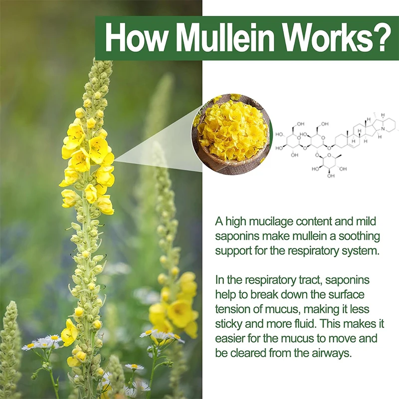 Kexinsh Mullein Leaf Capsules 6 Sf91bd559750d4be492dbcf369c191d25m