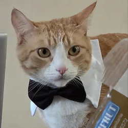 Adjustable Formal Necktie Collar for Pets - Bow Tie Accessory for Cats and Dogs (BOW)