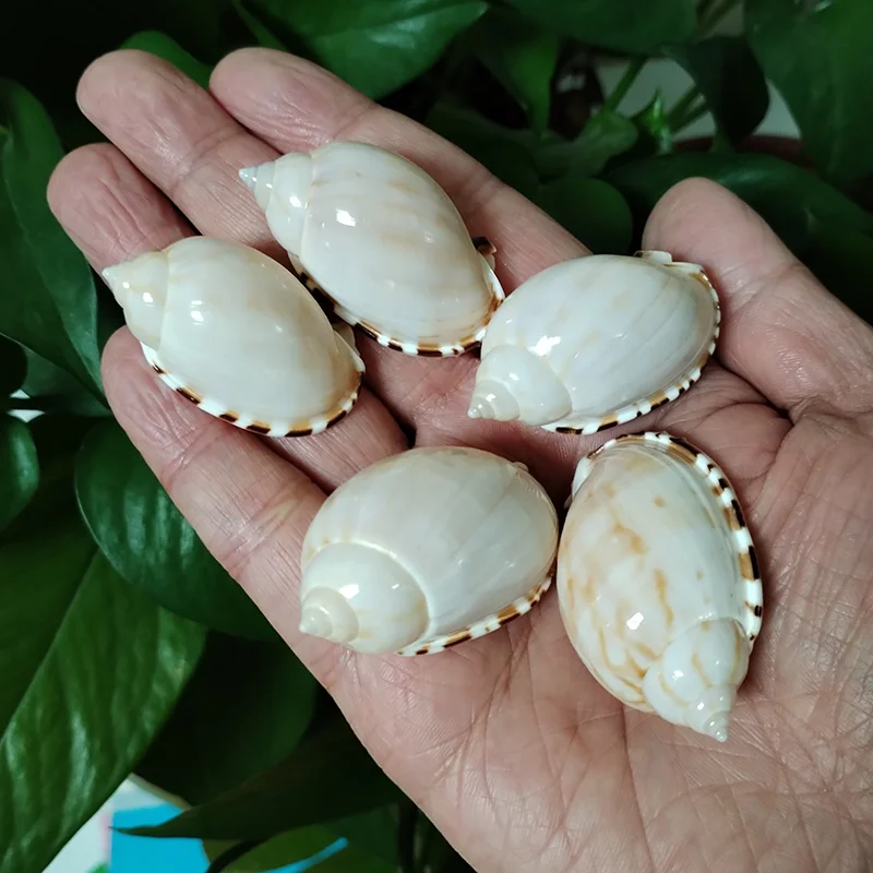 Creamy White Cowrie Seashells - 1 Kg – Peek A Blue