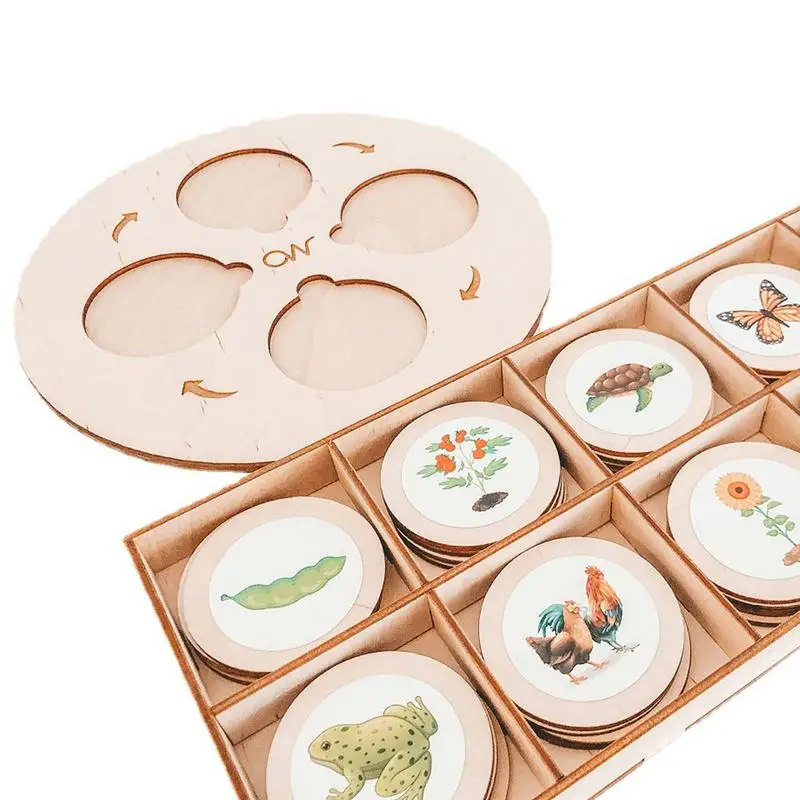 Рисунок 2 - Доска с циклом роста жизни для малышей