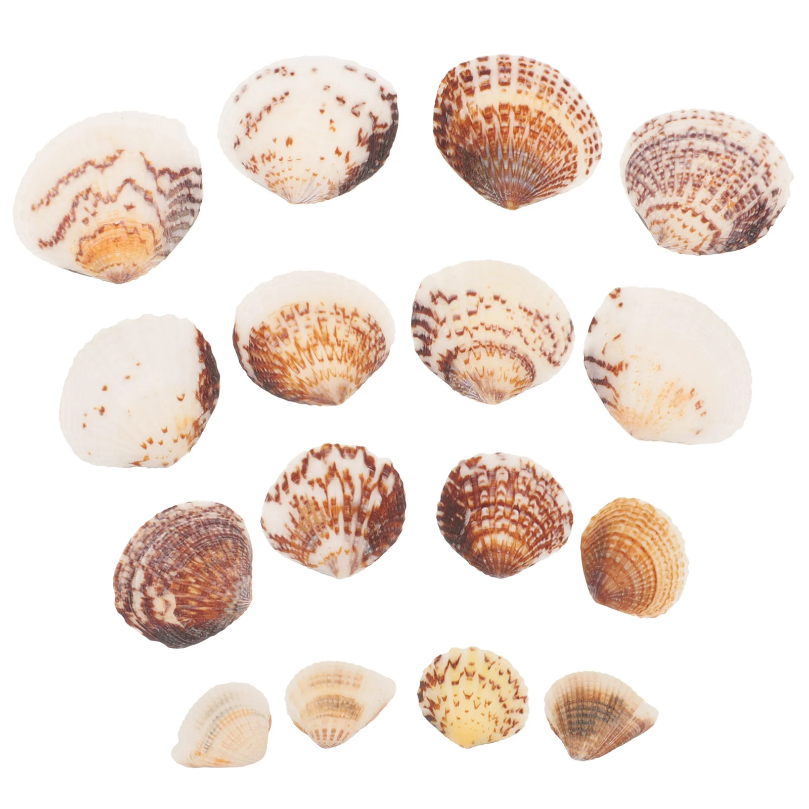 

Shell Decoration DIY Shells Crafts Handmade Home Aquarium Seashells Nature for Crafting