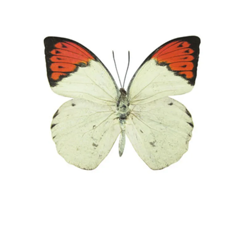 Butterfly Specimens Spread Their Wings of Natural True Butterfly Insects Full Tentacles Biological Teaching DIY Hand Home Decor Butterfly Specimen