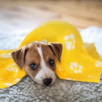 10 Pieces Pet Blankets with Paw Print Dog Cat Fleece Blankets Soft Warm Sleep Mat Pad Bed Cover for Kitten Puppy and Other Smal 6
