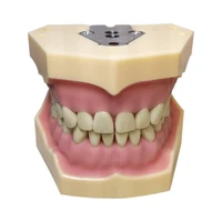Frasaco AG3 Typodont Fit Dental 32Pcs Screw-in Teeth Model Practice Filling Standard Restoration Demo M8014-2-1 Teach Study 2