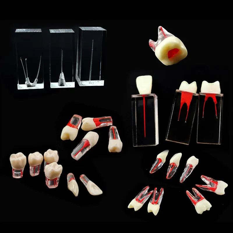 

Dental Lab Root Pulp Cavity Model/Root Canal Model Dental Study Model