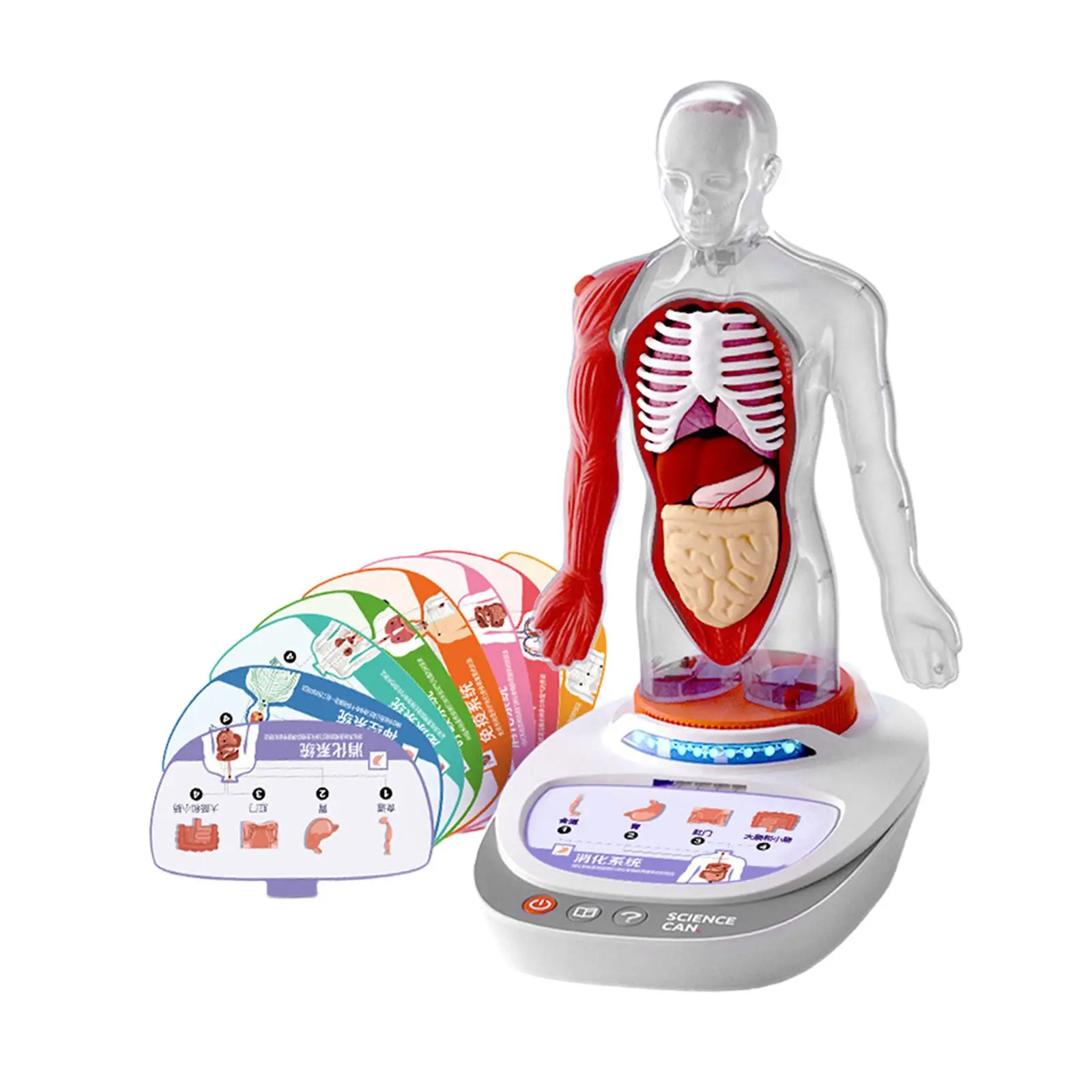 Human Body Model for Kids Teaching Aid Rotatable Model Human Body Puzzle Kits for Kids for Study Class Students Preschool Child Human Body Model for Kids Teaching Aid Rotatable Model Human Body Puzzle Kits for Kids for Study Class Students Preschool Child