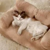 Cat Bed Sofa Winter Warm Foam Neck Pad Nest Beds Pet Deep Sleeping Bed For Small Medium Dogs Comfortable Plush Puppy Supplies 2