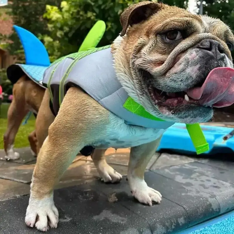 Gilet de sauvetage requin : luxe et sécurité pour votre bouledogue français - 2025 - Vêtement et accessoires pour chiens - Doglovedesign