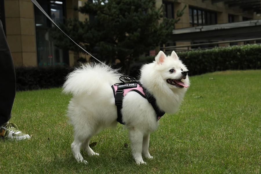 best harness for pomeranian