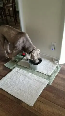 Ciotola Cane Inox 3L Antigoccia - Con Base Antiscivolo E Dispenser Sacchetti - Foto 3