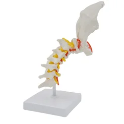 Fornecer flexível 7 seção vértebra cervical modelo material pvc esqueleto humano modelo vértebra cervical modelo