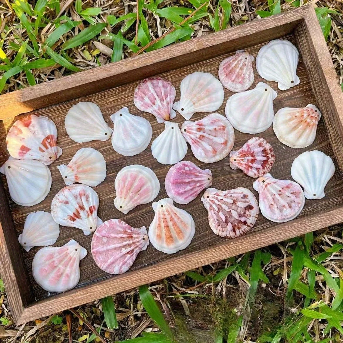 50Pcs Pink White Scallop Shells with Holes for DIY Jewelry, Beach Wedding Favors, Home Decor & Resin Art