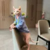 Fashion Blue Hoodie Sweater for Cat 2-legged Winter Coat for Sphynx Warm Sweatshirt for Kittens Soft Loungewear for Devon Rex 4