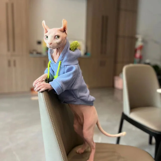 Fashion Blue Hoodie Sweater for Cat 2-legged Winter Coat for Sphynx Warm Sweatshirt for Kittens Soft Loungewear for Devon Rex 4