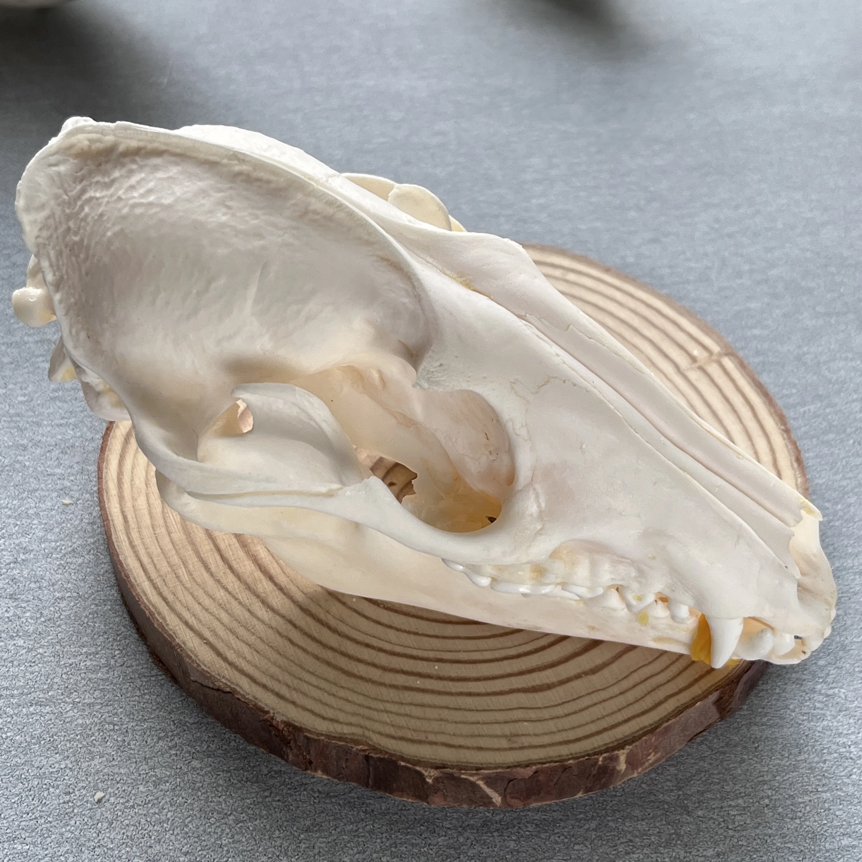 

Taxidermy Real Bone Raccoon Skull, Bones Real for Craft, Skull Decoration for Home, Specimen Collectibles Study, Special Gifts