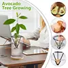 Avocado Tree Growing Kit Wooden Base Starter Vase Avocado Tree Starter Vase Glass Propagation Plant Pot Sprout Growing Vase For 1