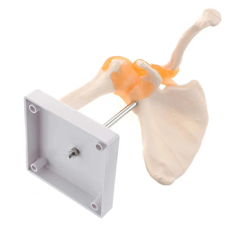 Human Anatomy Shoulder Joint Model Medical Science Teaching Resources Anatomia Teaching Supplies