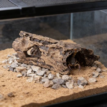 Natural Bark Reptile Hide Cave 1