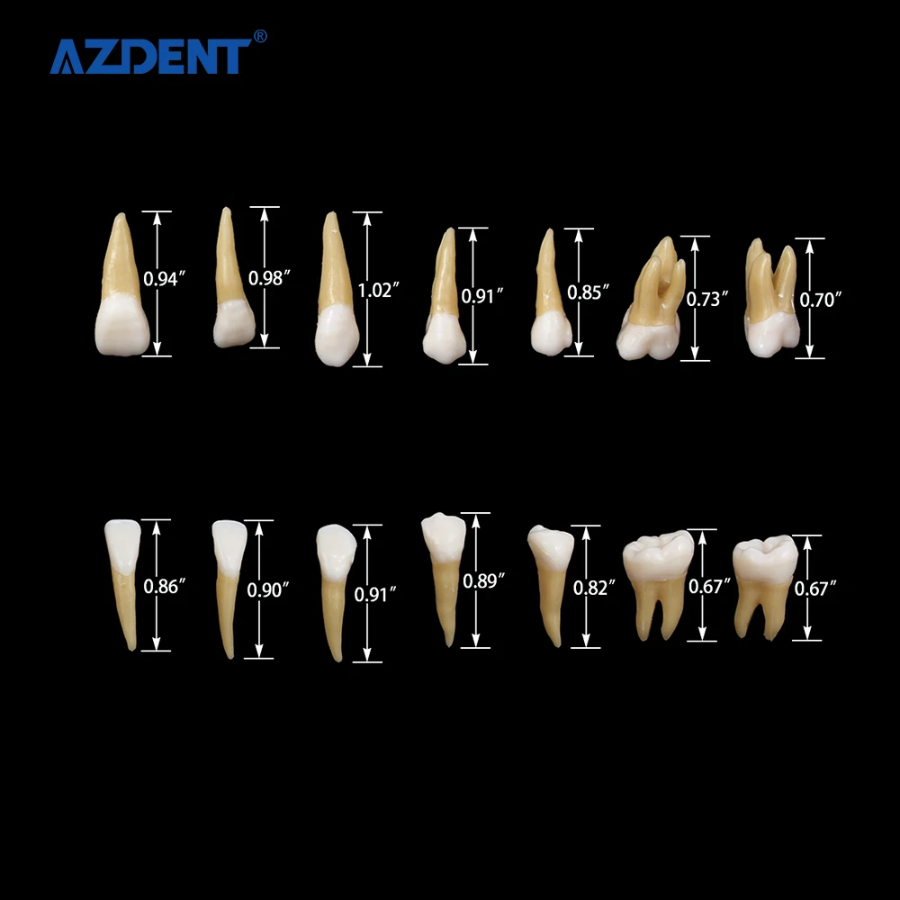 

dent al Model 1:1 Permanent Teeth Model ZYR-7008