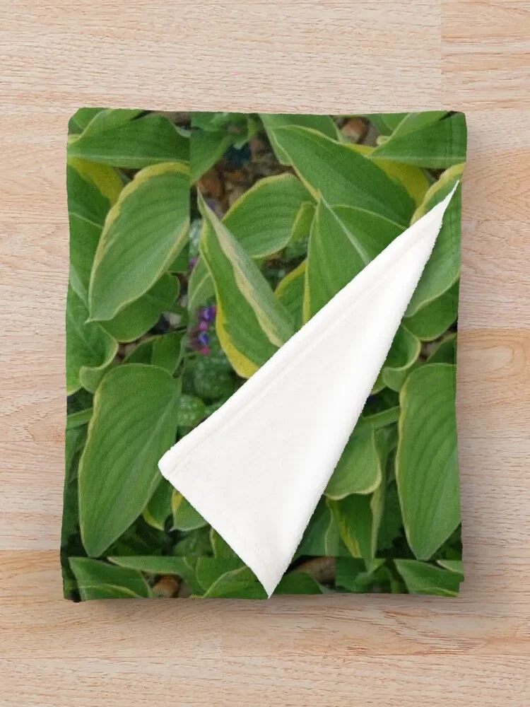 Hosta     ,  ε巯 